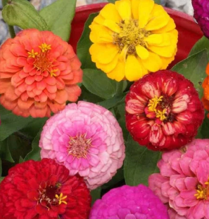 Heirloom/Open Pollinated Seeds | Little Beau Seed Co.