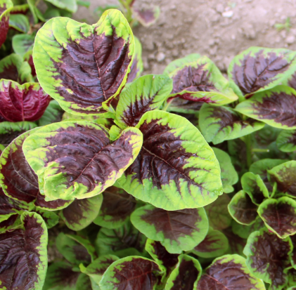 野菜 DeveshGarg Deep Mixed Vegetable 2lb – GroceryBee