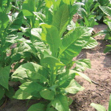 can you grow tobacco in virginia OLD VERSION  How To (Watch Updated VersionLink Description!) Virginia 355, Tobacco Seed |