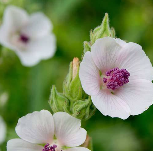 Marshmallow | Little Beau Seed Co.