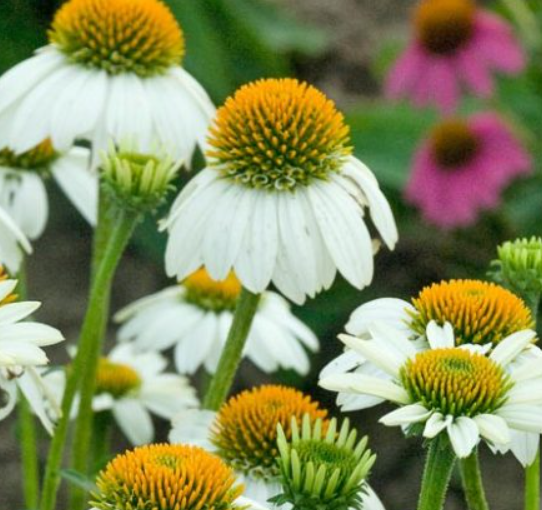 Flowers | Little Beau Seed Co.