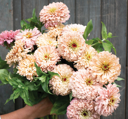 Heirloom/Open Pollinated Seeds | Little Beau Seed Co.