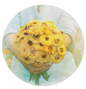 Heirloom/Open Pollinated Seeds | Little Beau Seed Co.