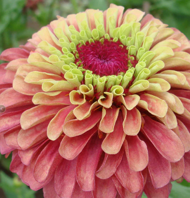 Heirloom/Open Pollinated Seeds | Little Beau Seed Co.