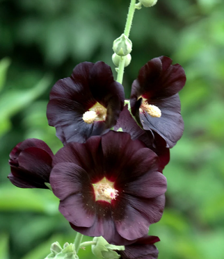 Heirloom/Open Pollinated Seeds | Little Beau Seed Co.