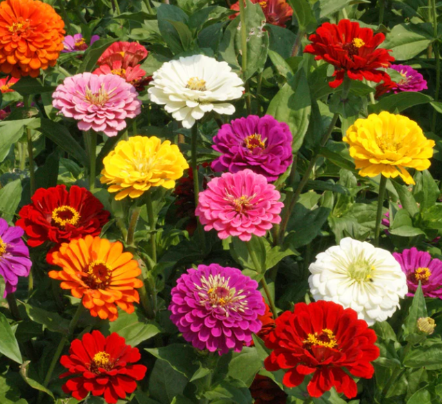 Heirloom/Open Pollinated Seeds | Little Beau Seed Co.