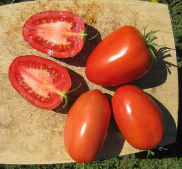 TOMATO ROMA MONICA Little Beau Seed Co